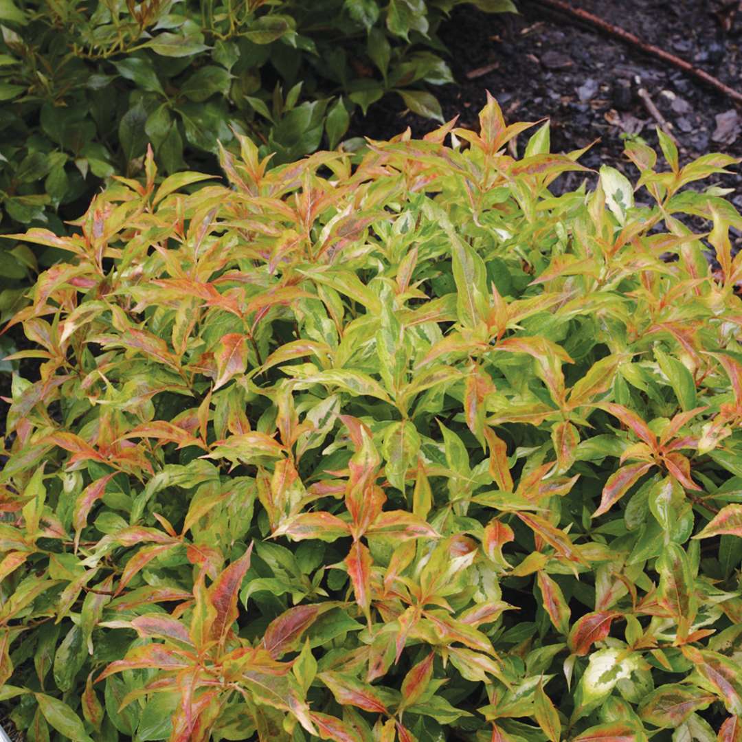 My Monet Sunset weigela showing its rounded dwarf habit and colorful lime and orange foliage